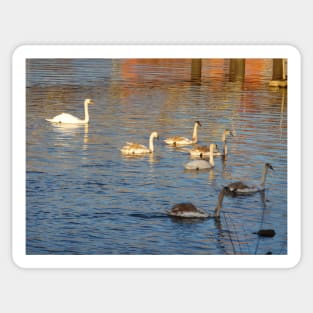 Scottish Photography Series (Vectorized) - Swanning About Sticker